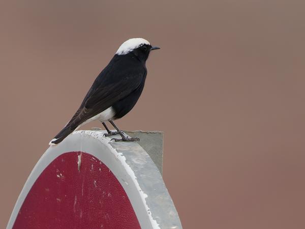 <h3><a href="/trips/marokko/biota/animalia/chordata/aves/040 passeriformes/108 muscicapidae/oenanthe leucopyga/oenanthe leucopyga-nl.html">Oenanthe&nbsp;leucopyga</a> / White‑crowned&nbsp;wheatear / Witkruintapuit</h3>OM-1 Mark II met OLYMPUS M.150-400mm F4.5 TC, 1/2000 sec  bij F5.6, ISO 1600, afstand 22.4&nbsp;m